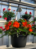 New Guinea Impatien Hanging Basket