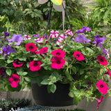 Petunia Hanging Basket