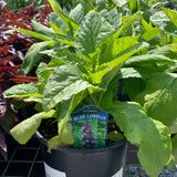 Lobelia/Cardinal Flower-NATIVE