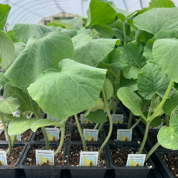 Butternut Squash Plants