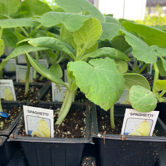 Spaghetti Squash Plants