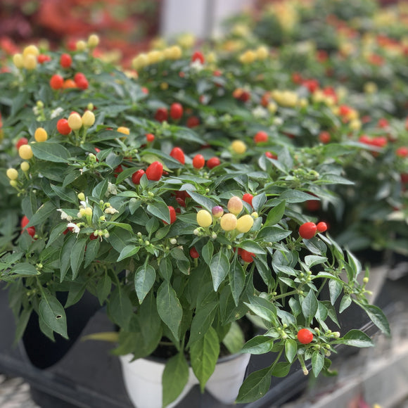 Ornamental Pepper