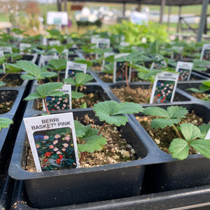 Strawberry Plants