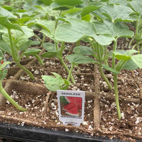 Red Seedless Watermelon Plants