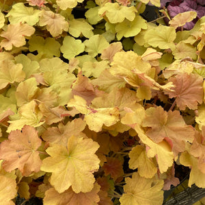 Heuchera/Coral Bells