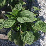 Rudbeckia/Black Eye Susan- Native