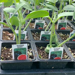 Sugar Baby Watemelon Plants