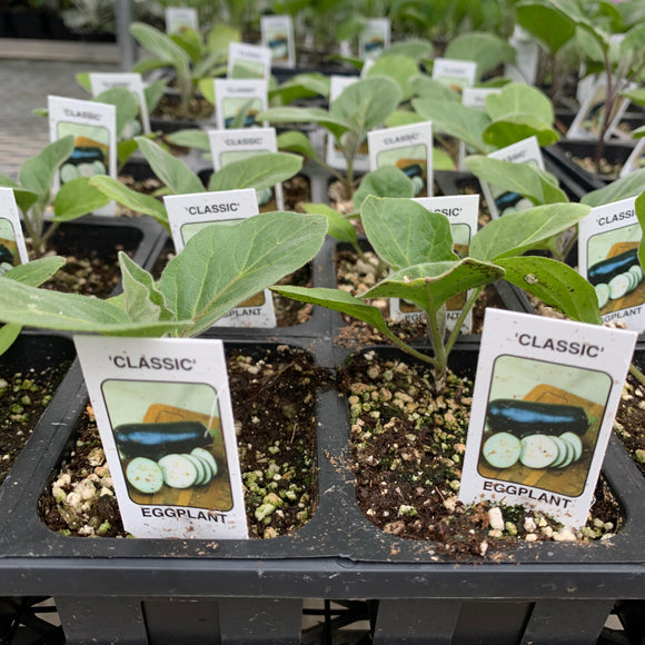 Eggplant Plants- Classic