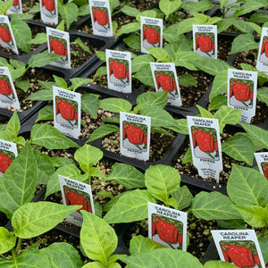 Peppers- Carolina Reaper