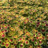 Sun Coleus Hybrids