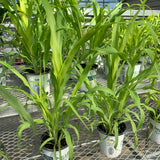 Millet