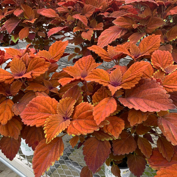 Sun Coleus Hybrids