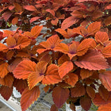 Sun Coleus Hybrids