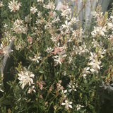 Gaura