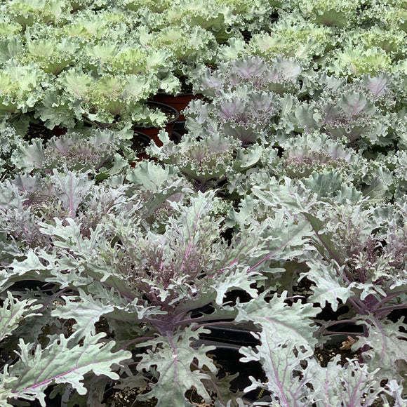 Flowering Kale