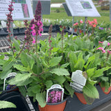 Salvia