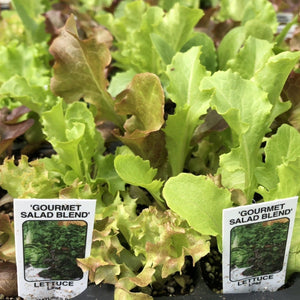 Lettuce Plants