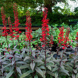 Lobelia/Cardinal Flower-NATIVE