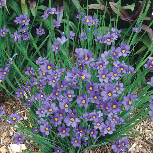 Sisyrinchium/Blue Eye Grass-Native