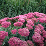 Sedum Upright
