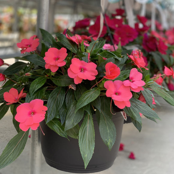 New Guinea Impatien Hanging Basket