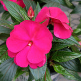 New Guinea Impatien Hanging Basket
