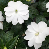 New Guinea Impatien Hanging Basket