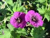 Hardy Geranium/Cranesbill