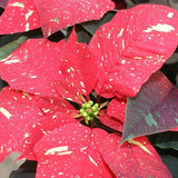 Poinsettia 4”