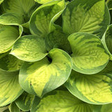 Hosta
