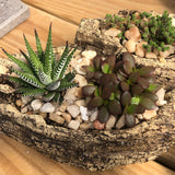 Succulent Workshop