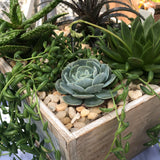 Succulent Workshop